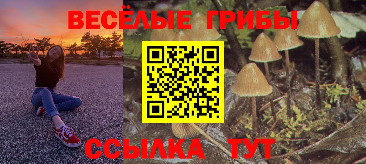 Галлюциногенные грибы Psilocybe Россия